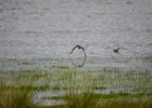 Grutto (Black-tailed godwit) (Limosa limosa) - Ogii Nuur 14-08-2016 (4)